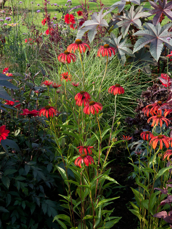 Echinacea purpurea 'Tomato Soup', Scheinsonnenhut