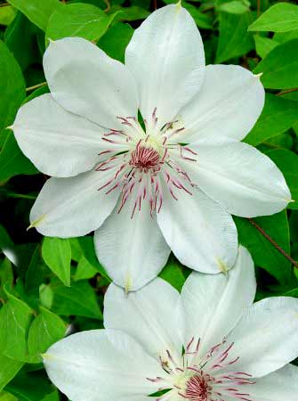 Die Blüte der Clematis 'Henryi'