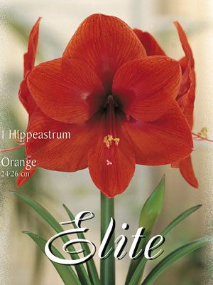 Amaryllis orange, Hippeastrum (Art.Nr. 596360)