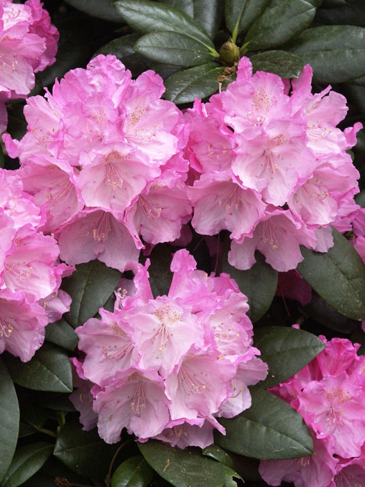 Rhododendron yakushimanum 'Polaris'