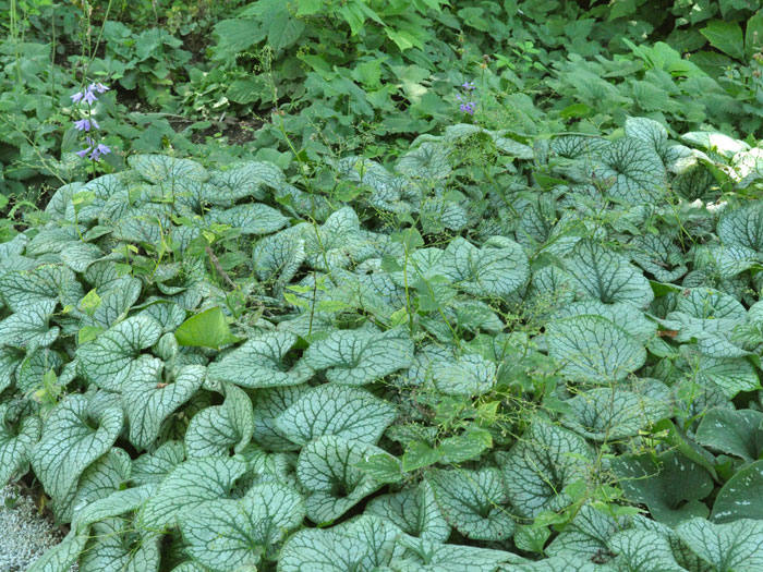 Brunnera macrophylla 'Jack Frost'®, silbriges Kaukasus-Vergissmeinnicht