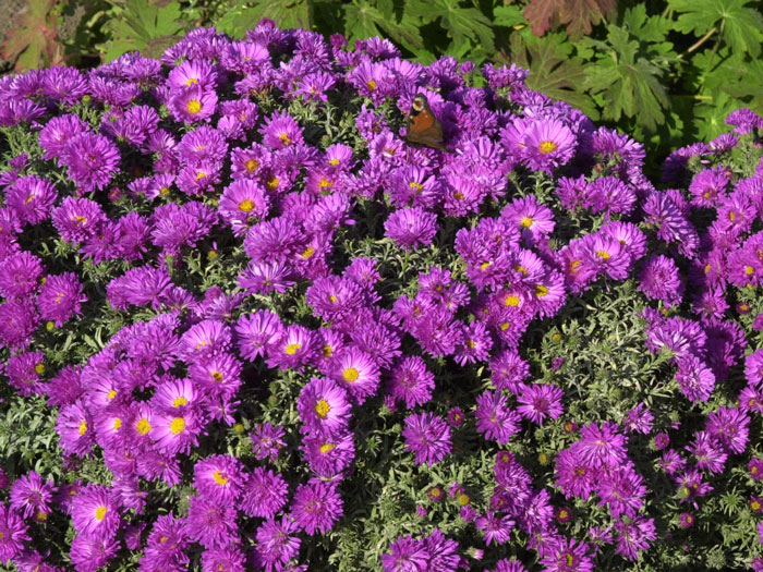 Aster dumosus 'Kassel', purpurrote Kissen-Aster, Herbst-Aster