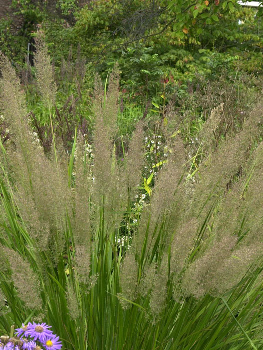 Calamagrostis arundinacea var. brachytricha (M), Diamantgras, grau-rosa Lampenputzer