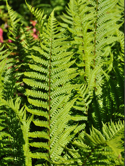 Dryopteris affinis (syn. borreri), Goldschuppenfarn