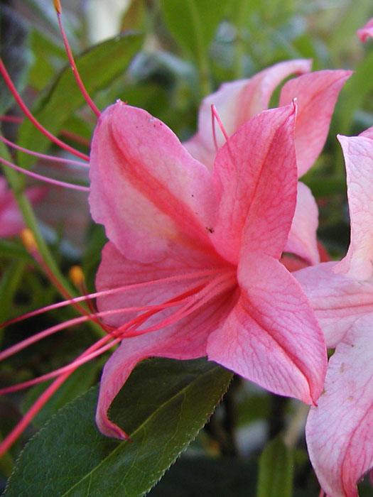 Rhododendron viscosum 'Lollipop', sommergrüne japanische Gartenazalee