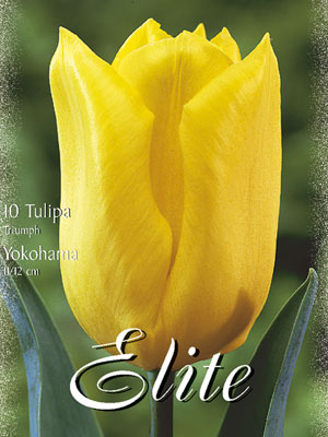 Triumph-Tulpe 'Yokohama' (Art.Nr. 595264)