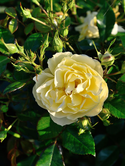 Blüte der Rose Sonnenschirm