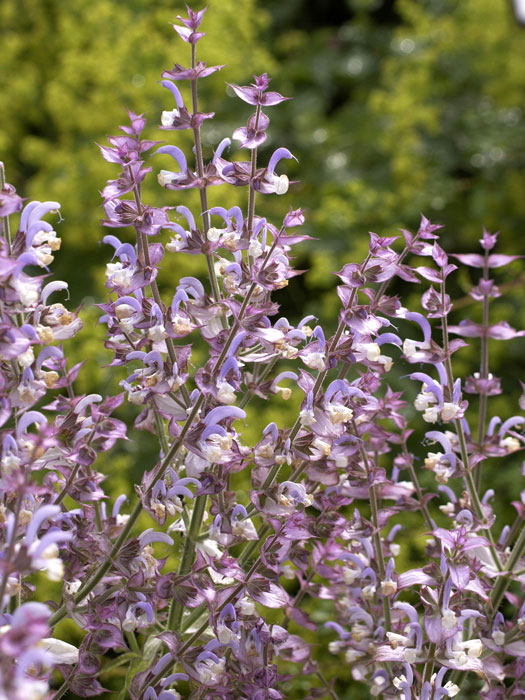 Salvia sclarea, Muskateller-Salbei