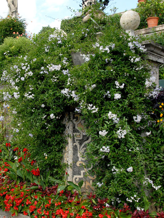 Solanum jasminoides, Sommerjasmin