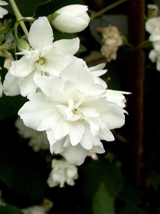 Gefüllter Gartenjasmin Schneesturm Blüte