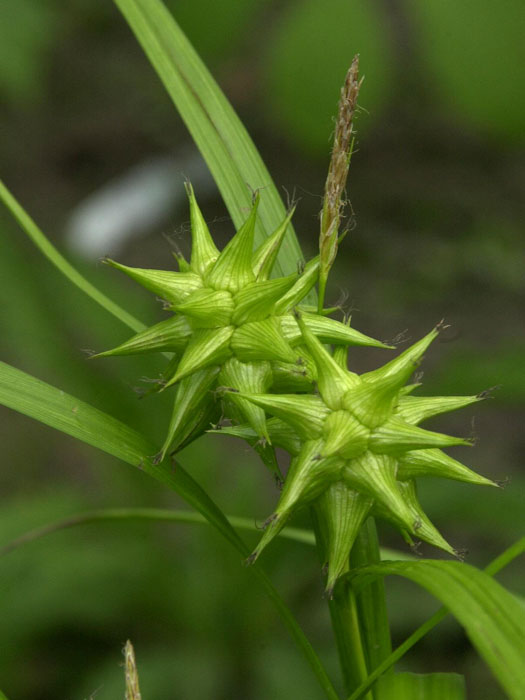 Carex grayi, Morgenstern-Segge