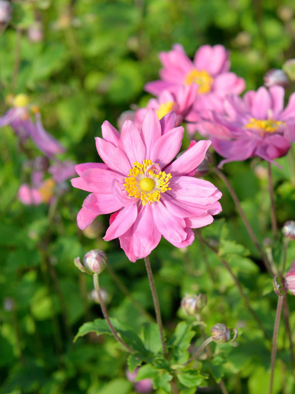 Nahaufnahme der purpur-rosanen Blüte von Anemone 'Bressingham Glow'