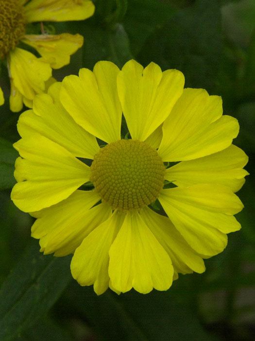 Helenium x cultorum 'Kanaria', Garten-Sonnenbraut