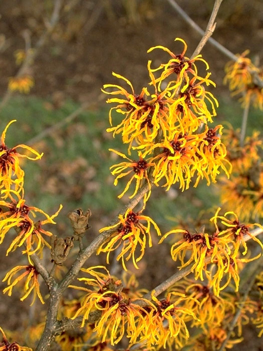 Blüte der Zaubernuss 'Orange Beauty#