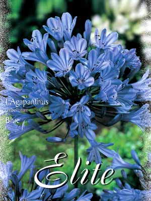 Schmucklilie 'Blue', Agapanthus umbellatum (Art.Nr. 520710)