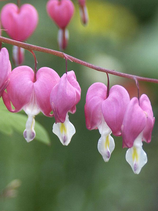 Dicentra spectabilis (M), Tränendes Herz