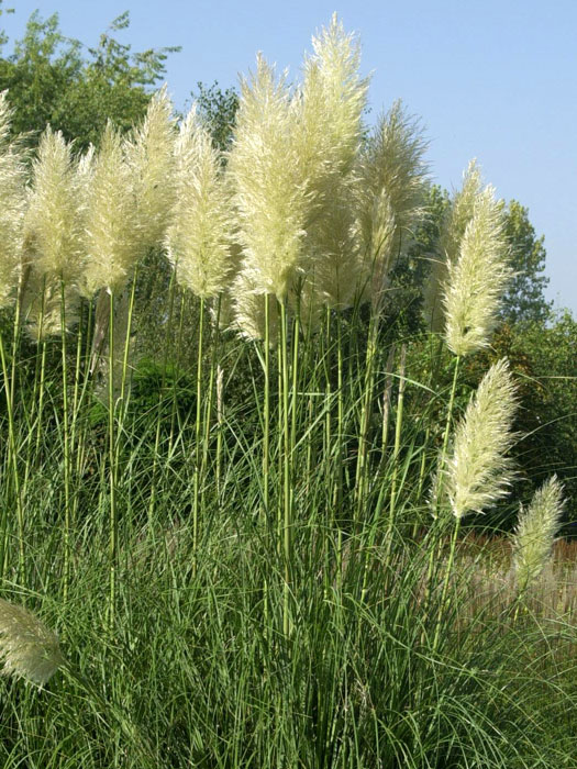 Portraetaufnahme der Cortaderia selloana