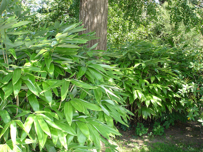 Sasa palmata 'Nebulosa', Niedriger Großblattbambus