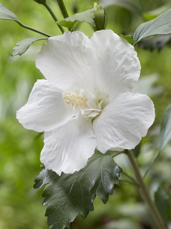 Nahaufnahme einer weißen Säulen-Hibiskus Blüte