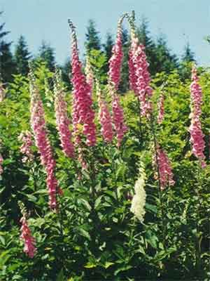 Digitalis purpurea (M), Fingerhut