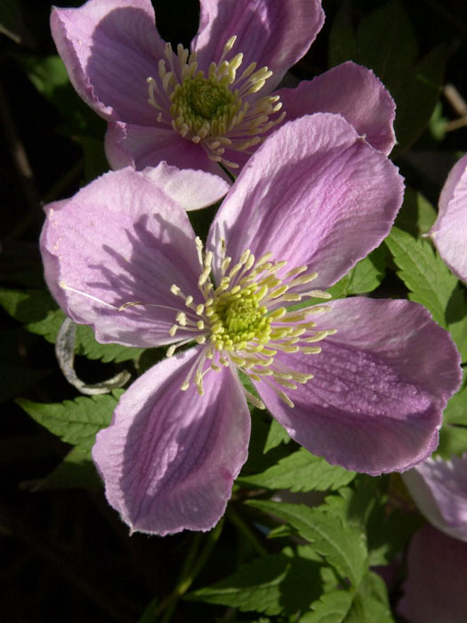 Blüten der Clematis 'Tetrarose'