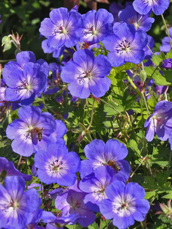 Portraetaufnahme des Geranium Rozanne