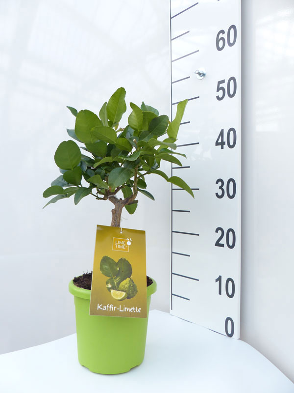 Limettenbaum 'Kaffir-Limette' - Lime Time®