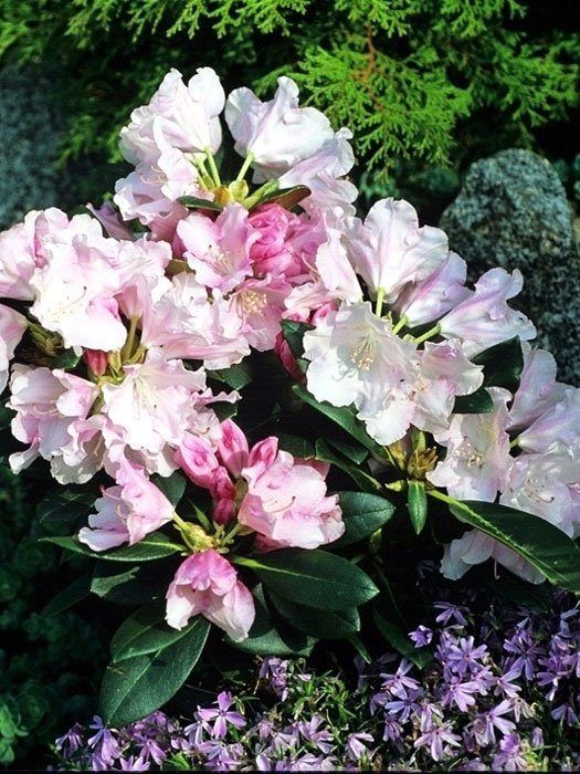 Rhododendron yakushimanum 'Silberwolke'