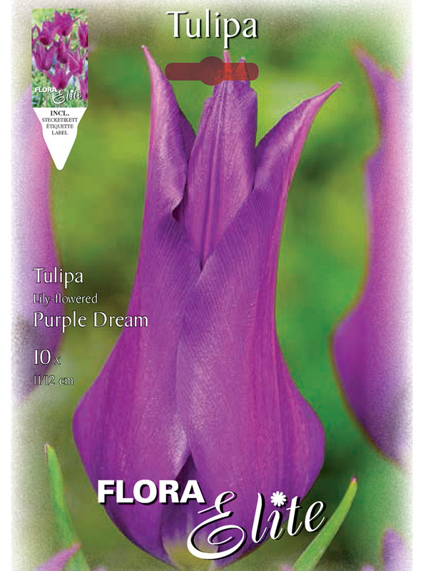 Lilienblütige Tulpe 'Purple Dream' (Art.Nr. 595473)