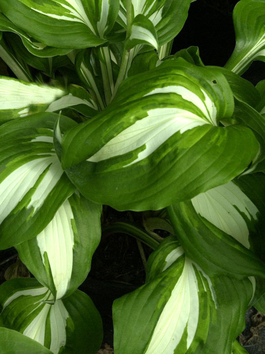 Hosta x undulata 'Univittata', Schneefeder-Funkie, Herzblatt-Lilie