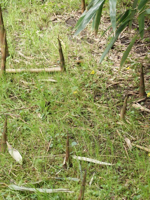 Phyllostachys atrovaginata 'Green Parfume'