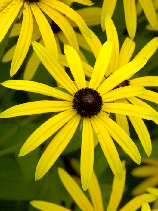 Rudbeckia fulgida var. deamii, Sonnenhut