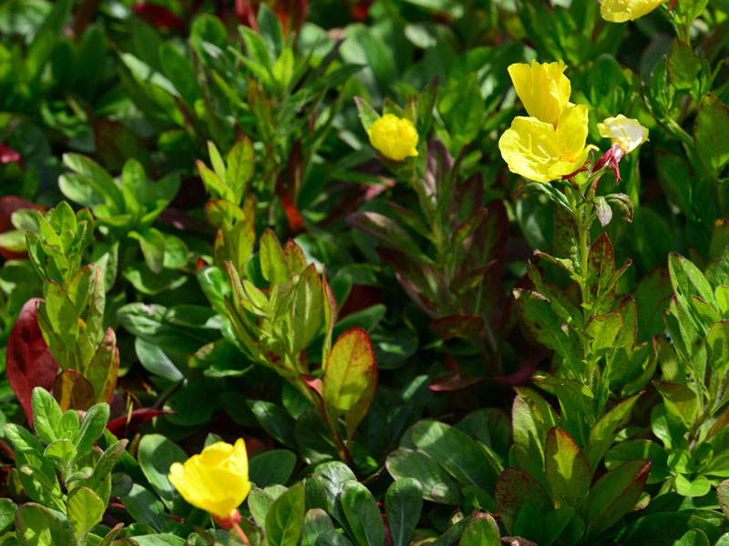 Oenothera pilosa 'Yella Fella', Nachtkerze