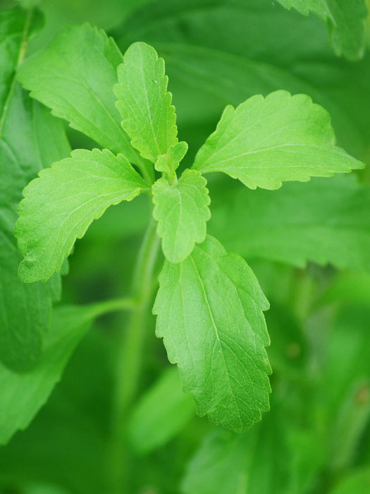 Zuckerblatt, Süßkraut, Honigkraut, Stevia rebaudiana