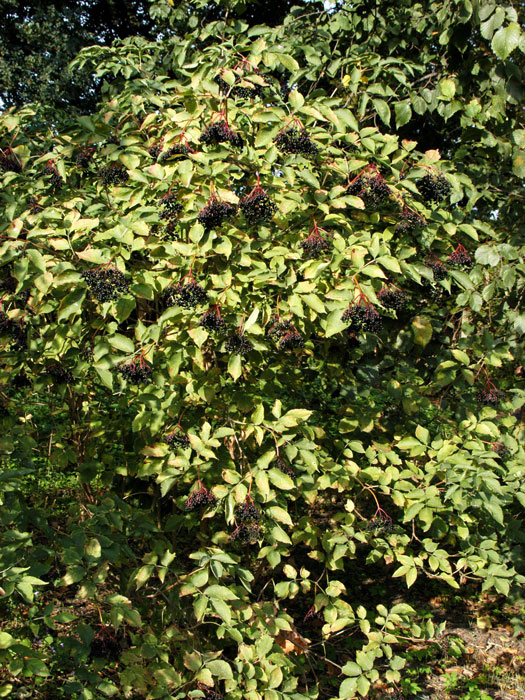 Beeren des Sambucus nigra