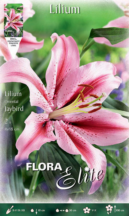 Orientalische Lilien-Hybride 'Jaybird', Lilium (Art. Nr. 521727)