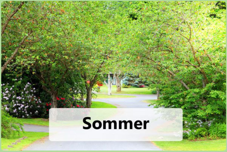 Das Gartenjahr: Der Sommer