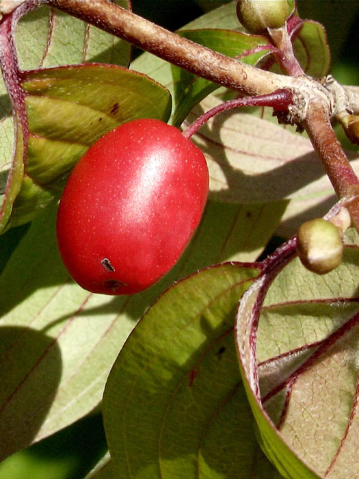 Rote Frucht des Japanischen Arzneihartriegels