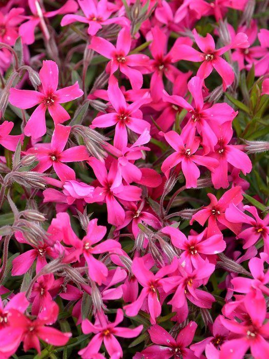 Phlox subulata 'Atropurpurea', Polster-Phlox, Teppich-Phlox, Teppich-Flammenblume