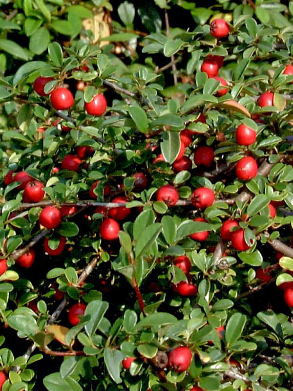 Cotoneaster dammeri radicans, Teppichmispel, Zwergmispel