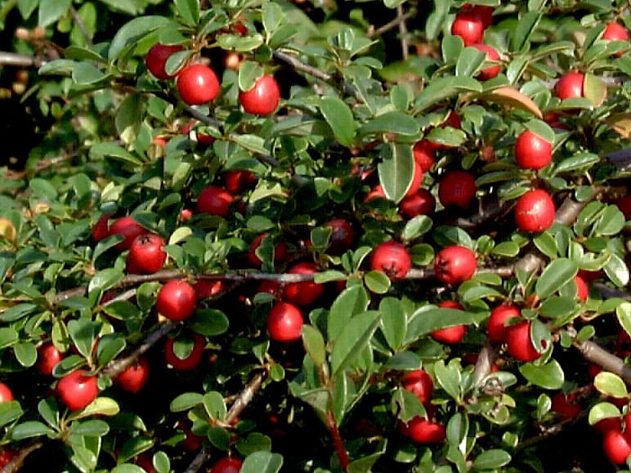 Cotoneaster dammeri radicans, Teppichmispel, Zwergmispel