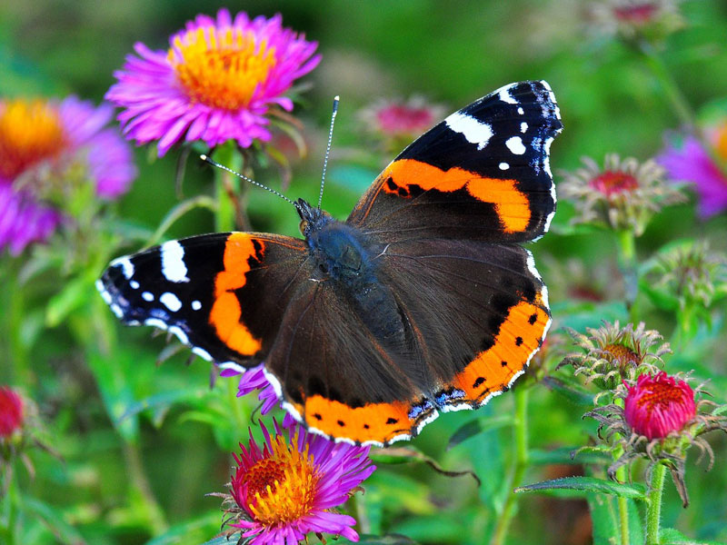 Schmetterling auf einer Wildblume