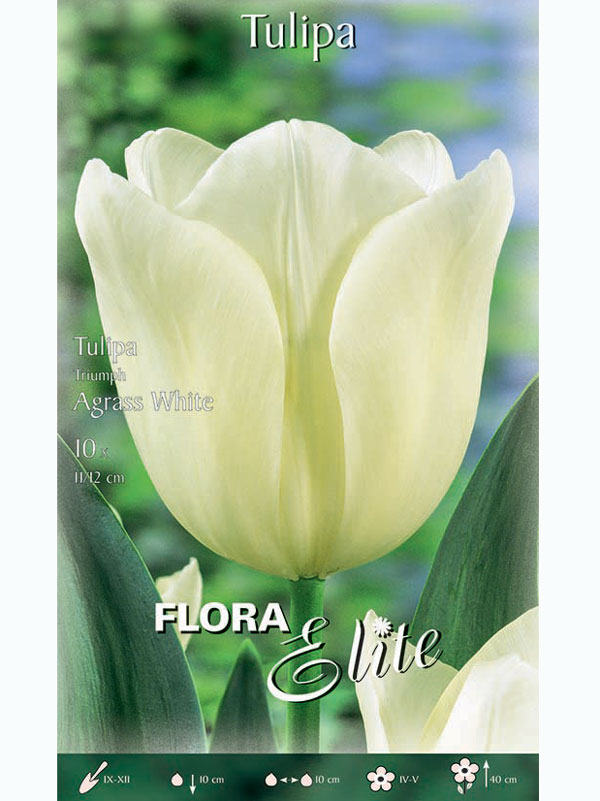 Triumph-Tulpe 'Agrass White' (Art.Nr. 595193)