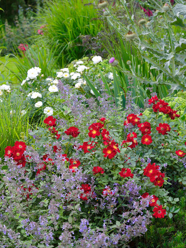 Bodendeckerrose 'Bienenweide-Rot' ® - Tantau