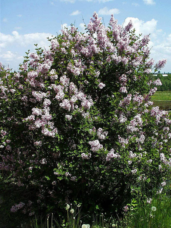 Syringa meyeri 'Josee', Zwergflieder