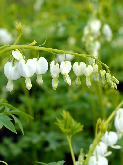 Dicentra spectabilis 'Alba' (M), weißblumiges Tränendes Herz