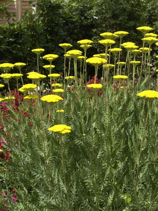 Achillea filipendulina 'Parker', Edel-Schafgarbe, Goldquirlgarbe