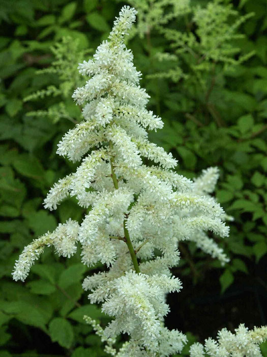 Blüte der frühen Prachtspiere 'Deutschland'