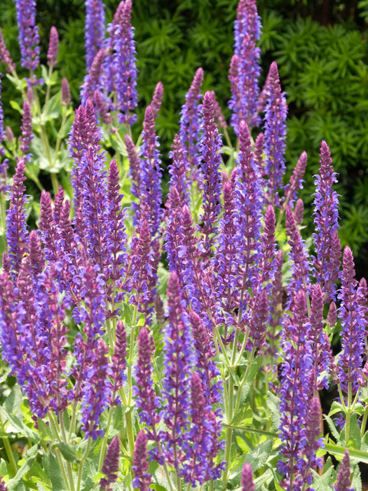 Steppensalbei Ostfriesland Blüte