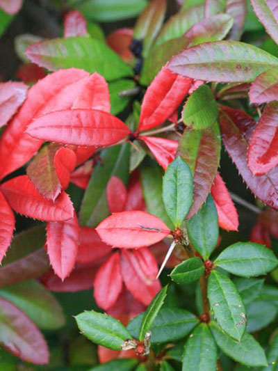 Berberis julianae, Immergrüne großblättrige Berberitze